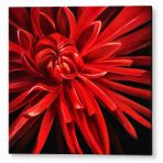 Sienas dekors sarkans zieds 40x40 cm